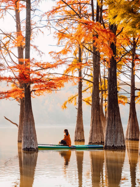 woman relax on stand up paddle board at quiet lake with taxodium trees and morning light - lone cypress tree imagens e fotografias de stock