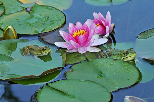istock Water Lillies and Green Frogs 1360817873