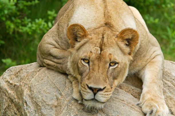 istock Portrait of a Lioness on Boulder 1360819695