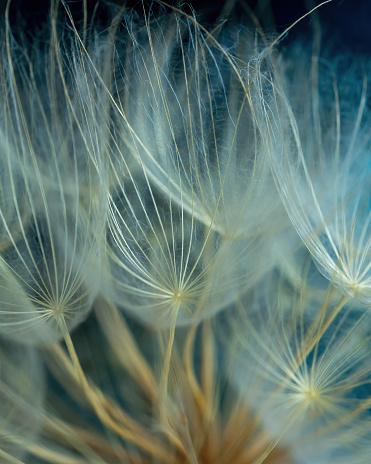 Dandelion seeds macro for use as background, photo painting, interior decoration, wall mural, screensaver or print on products. Blue background. Natural background