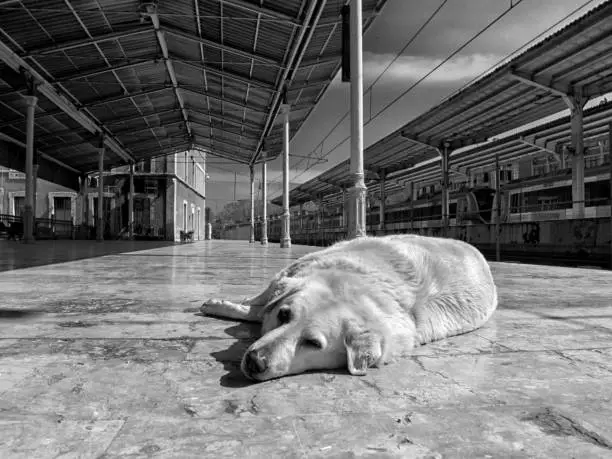 The dog lies on the plateau of the famous Sirkeci train station and enjoys the sun. The Sirkeci station was built in the Ottoman era and is still in operation. And if usually a large number of people are at the station because of the Covid 19 pandemic, it is now completely deserted.