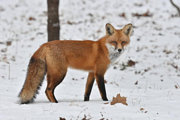 Red fox in snow stopping to look Red fox in snow stopping to look. Taken in Connecticut. red fox tail stock pictures, royalty-free photos & images