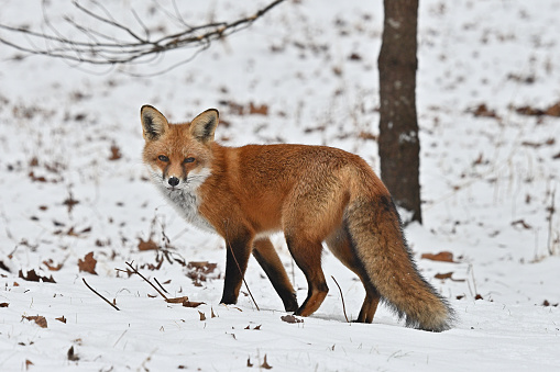 Red fox in snow, under tree, Connecticut