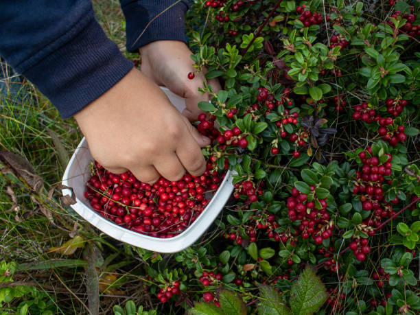 istock Picking lingonberries in a bowl 1360825803