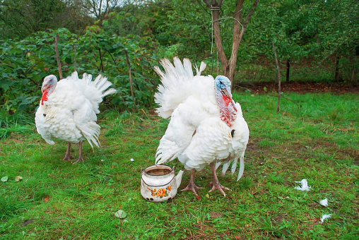Two broad breasted white turkeys and and old teapot on green pasture