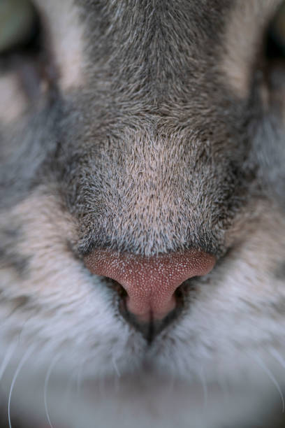 istock xtreme closeup nose of tabby cat with selective focus 1360826776