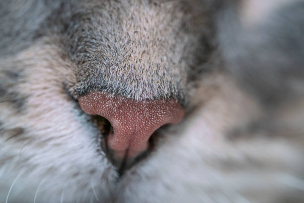 istock closeup nose of tabby cat with selective focus 1360826777
