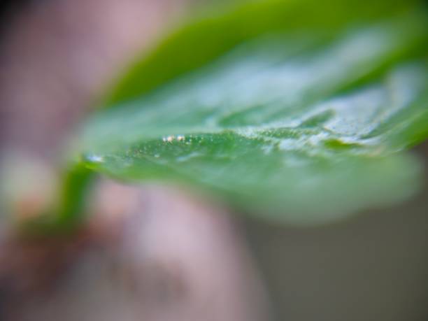 istock Close-up on a side view of leaf 1360827466