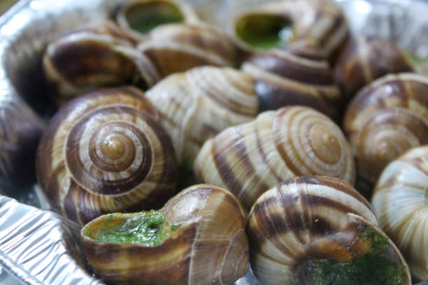 cooked snails as catalan food ready to eat