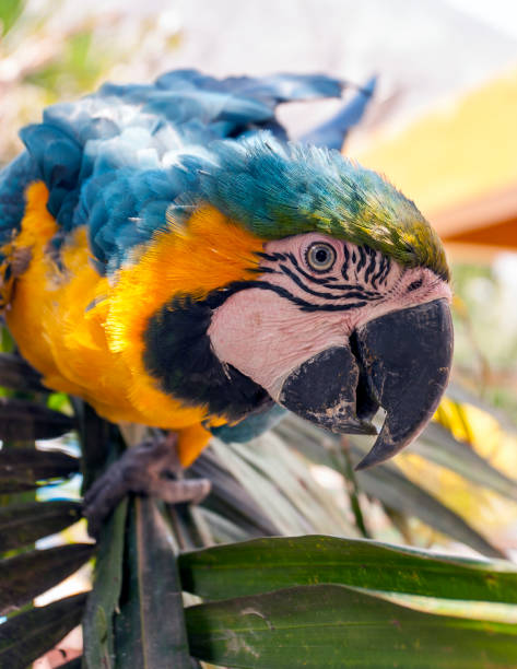 istock Blue-and-gold macaw close-up detailing eye and face 1360828183