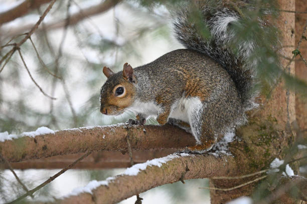 istock Gray squirrel in snowy evergreen tree 1360828243
