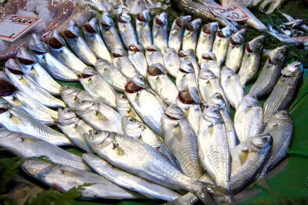 Sea Bass, Bluefish, Bosphorus Fish at fish stall