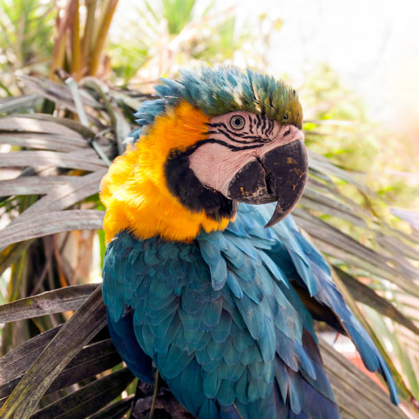 istock Blue-and-gold macaw with ruffled feathers 1360830387