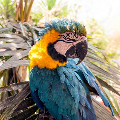 Blue-and-gold macaw (Ara ararauna) perched in a palm tree in the Amazon rainforest ruffles its feathers. This species is also called the Blue-and-yellow macaw.