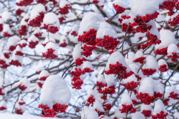 istock Bright red rowan berries on branches during the day in winter. The bunches are covered with thick caps of fluffy white snow. Nature. Background. 1360830934