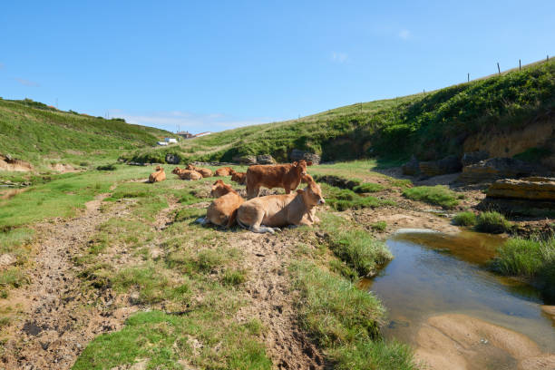 istock Brown cows resting in the grass under a clear sky. 1360830991