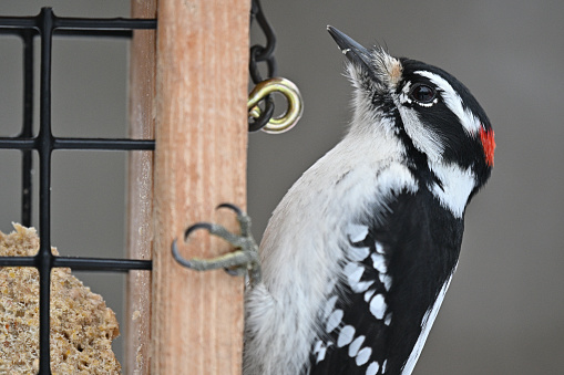 Male downy woodpecker (identified by the red spot on the head) at suet feeder, close-up
