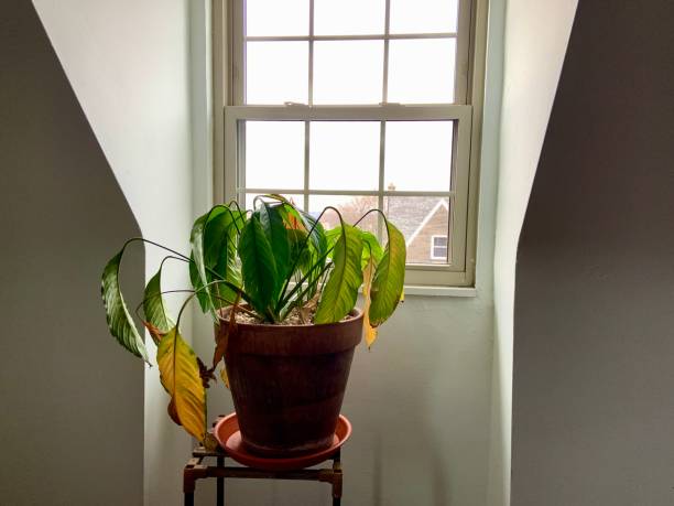 wilting houseplant por dormer window - vaso de planta murcha - fotografias e filmes do acervo