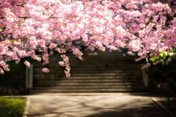 istock Roof of Cherry blossom 1360832182