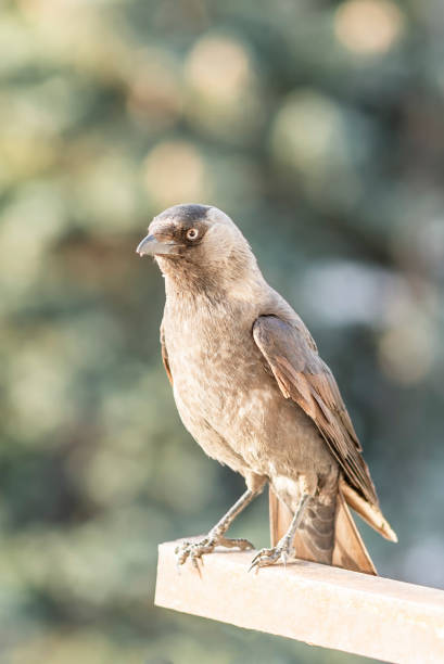 The western jackdaw in town on a blurry background, close-up , vertical photo