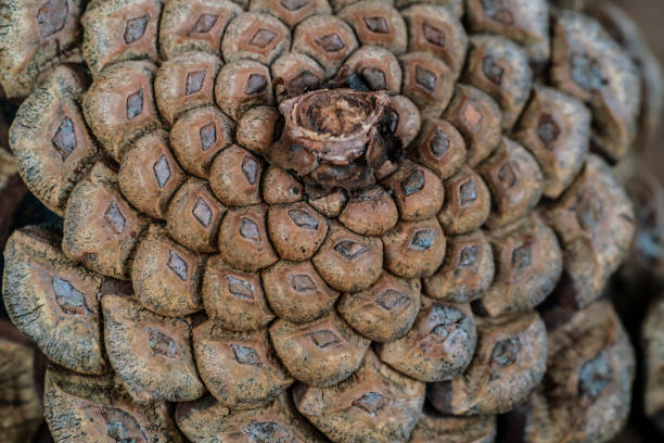 natural background with closeup of a pine cone