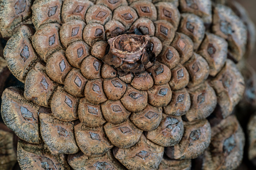 pine cone, natural background or surface with closeup of a pine cone with selective focus