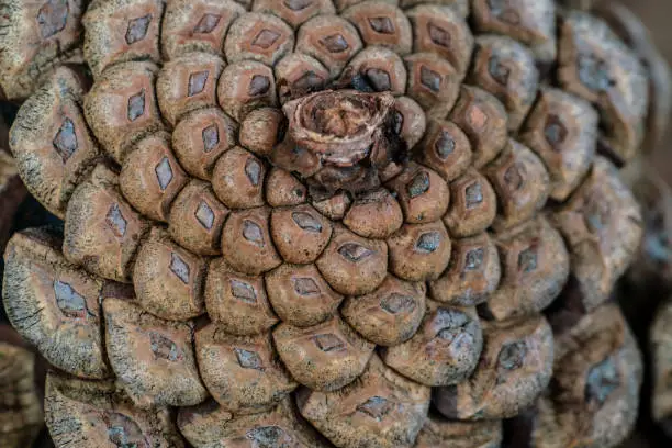 Photo of natural background with closeup of a pine cone