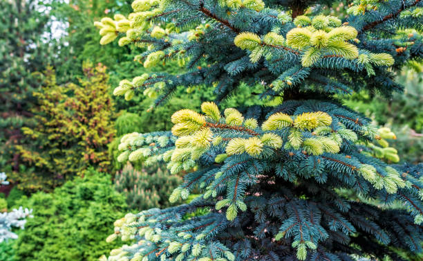 picea pungens bialobok с молодыми, светлыми побегами - spruce tree colorado blue blue spruce стоковые фото и изображения