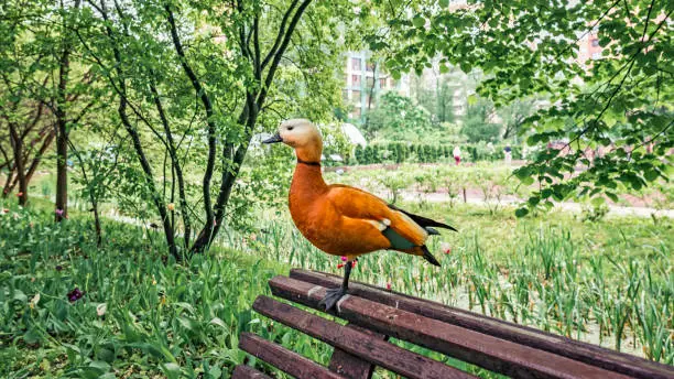 Photo of The ruddy shelduck standing on a wooden bench in the garden