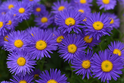 close-up of beautiful purple flowers with yellow explosion - New England Aster