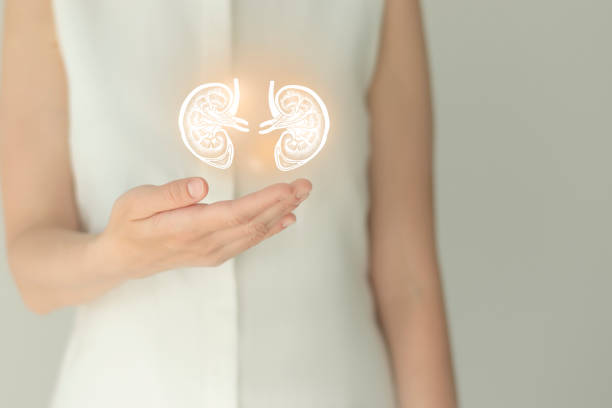 Woman in white clothes holding virtual kidneys in hand. Handrawn human organ, detox and healthcare, healthcare hospital service concept stock photo Unrecognizable female patient in white clothes, highlighted handrawn kidneys in hands. Human renal system issues concept. kidney failure photos stock pictures, royalty-free photos & images