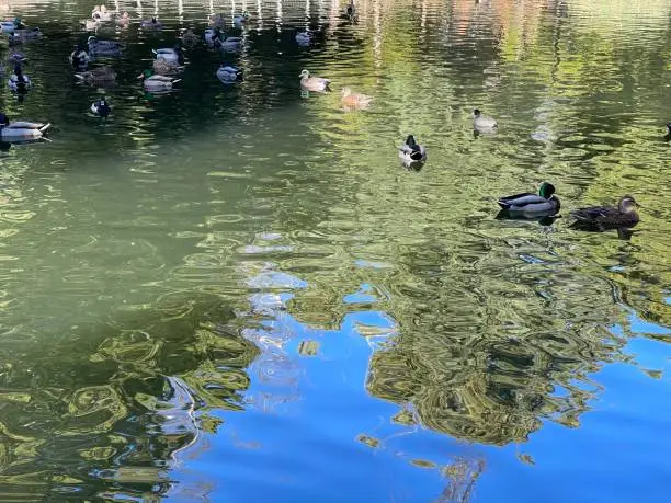 Ducks and waterfowls swimming in the water