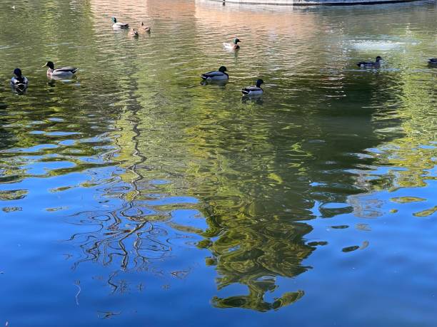 istock Ducks and waterfowls swimming in the water 1360833782