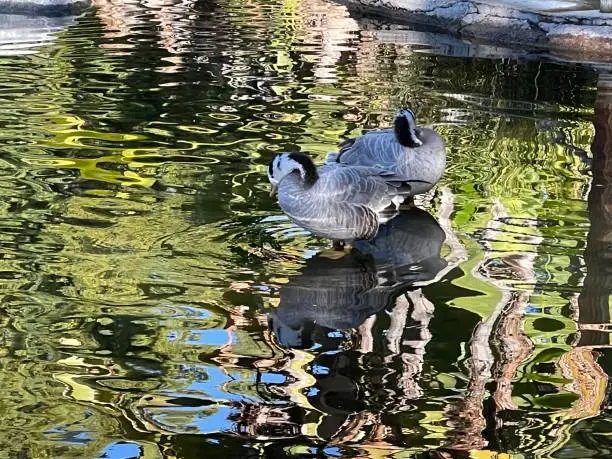 Ducks and waterfowls swimming in the water