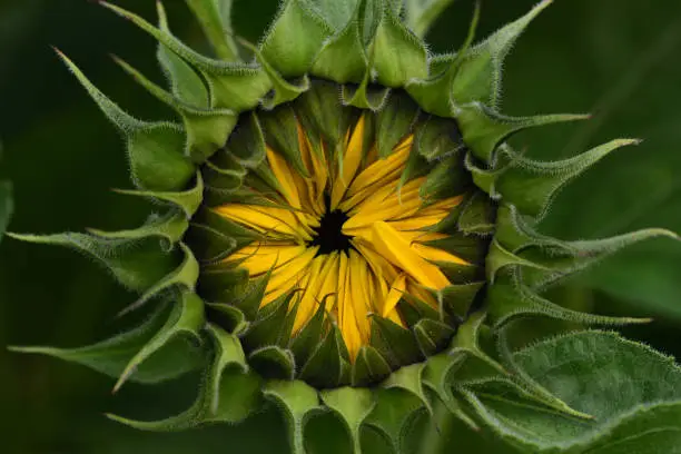 Photo of Close-up of the bud of a sunflower that is just opening