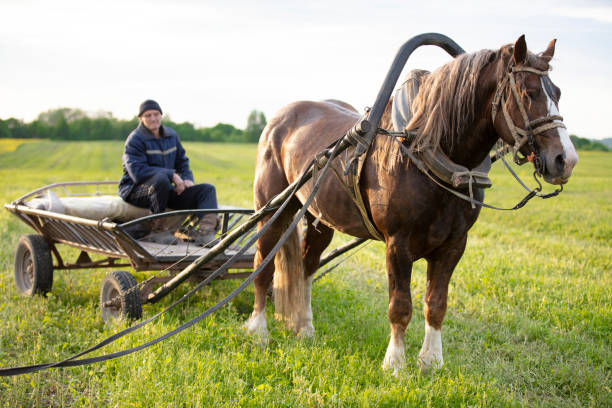 ein pferd mit einem wagen steht auf dem feld, und ein dorfbewohner sitzt im wagen. - working horse stock-fotos und bilder