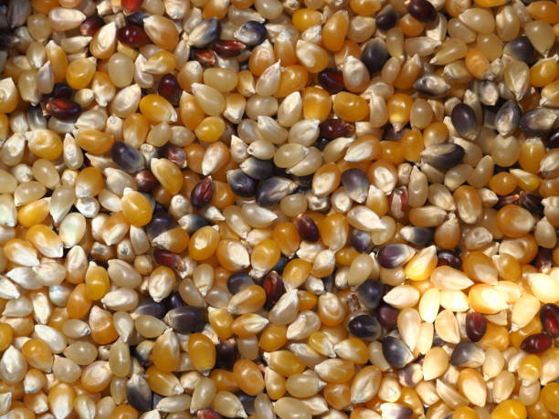 istock Piles of Unpopped Popcorn Kernels High Resolution Background Texture 1360836875