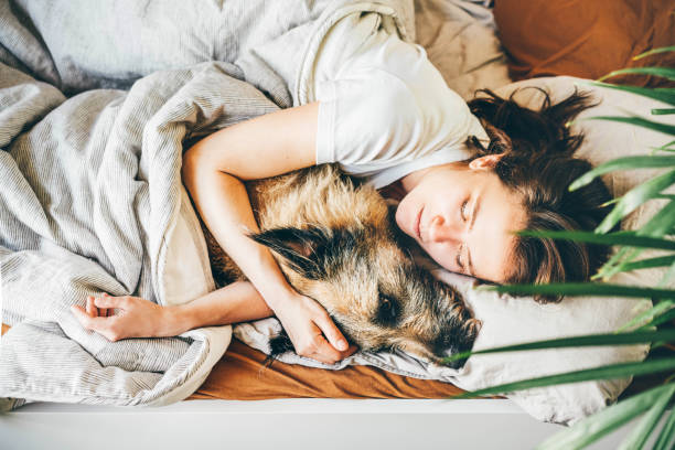 Sleeping young brunette woman in white t-shirt hug large old grey dog lying in comfortable bed with soft pillows in sunny morning close-up side view stock photo