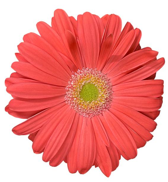 istock Pink gerbera flower, top view, photo isolated on a white background 1360837787