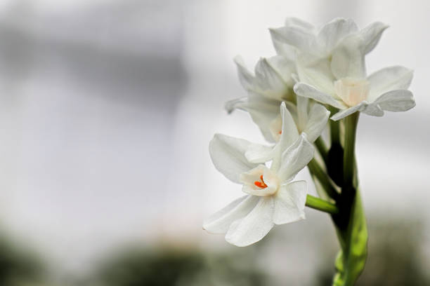 istock Closeup of white daffodils against a grey background 1360837896