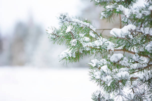 istock Spruce branches covered with white snow against the background of a blurred forest. 1360838159