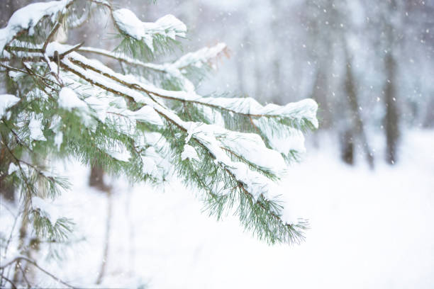 istock Spruce branches covered with white snow against the background of a blurred forest. 1360838162