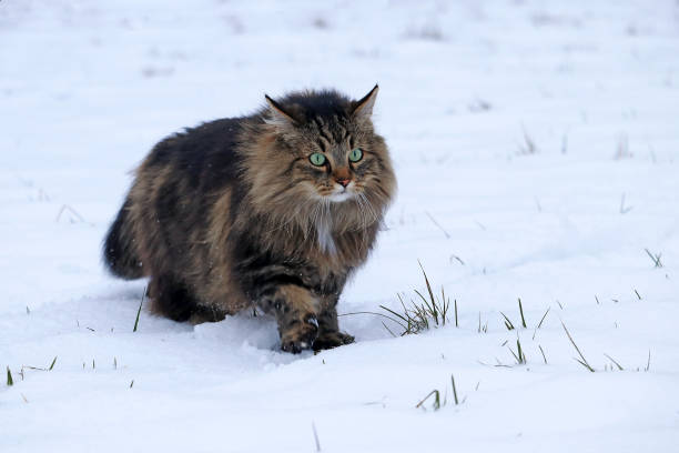 istock A Norwegian Forest Cat runs through the snow in winter hunting 1360838871