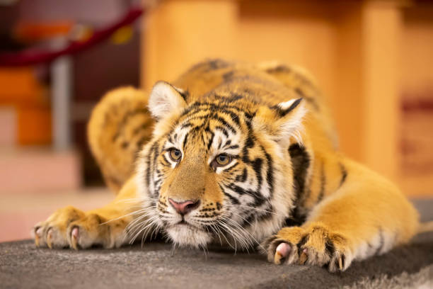 istock Amur striped tiger. Wild striped felines. 1360840964