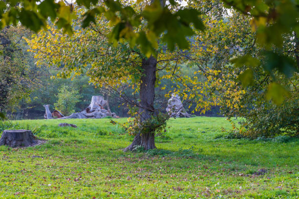 istock Landscape by the river. The meadow has trees, grass and stumps 1360841144