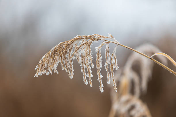 istock Phragmites - A reed bent and covered with hoarfrost grows on the edge of a pond. 1360841149