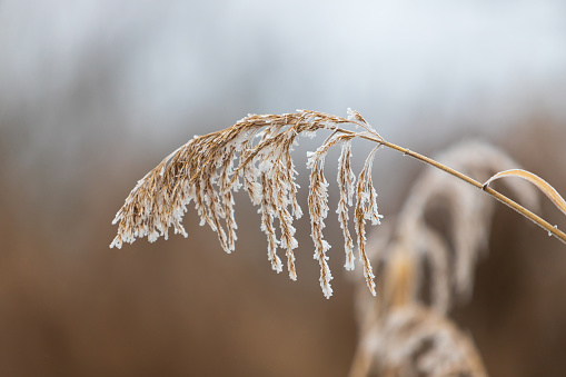 Phragmites - A reed bent and covered with hoarfrost grows on the edge of a pond.