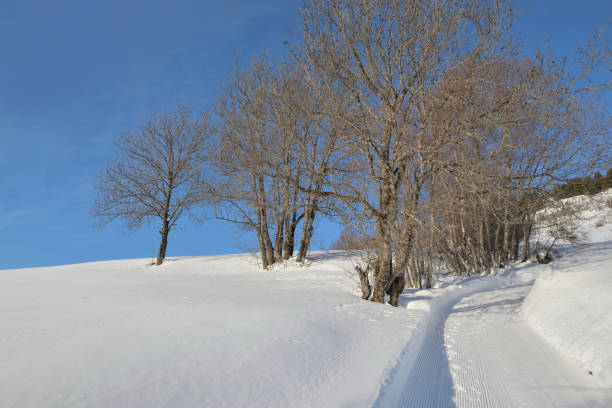 istock trees bording a footpath in snowy mountain under blue sky 1360842198