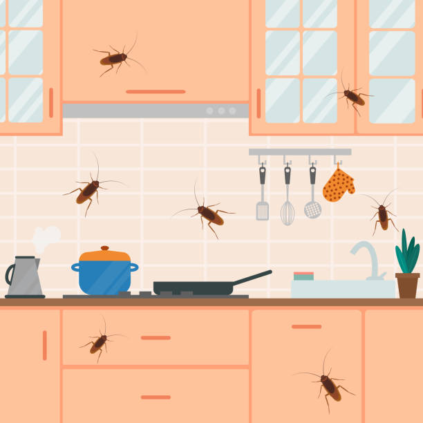 Cockroaches live and crawl in the kitchen, insects in the house. Cockroaches live and crawl in the kitchen, insects in the house. cockroach food stock illustrations