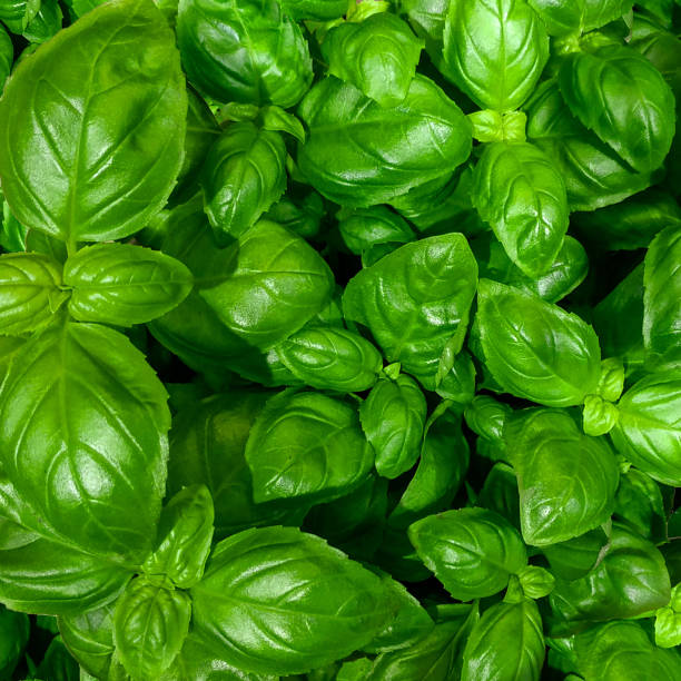 istock Close view of Basil plant leaves 1360844126